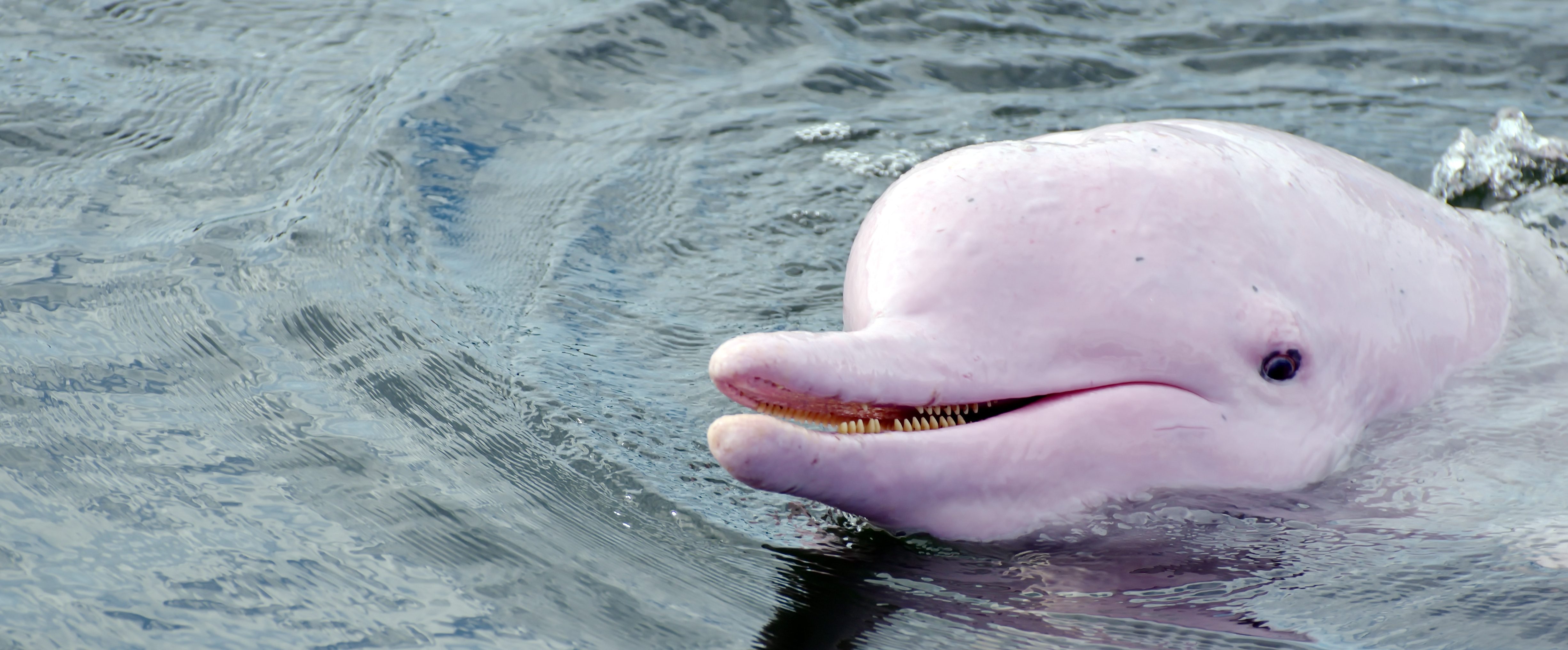 The famous pink Amazonian dolphin, which you can see on our Amazon Vacations. 