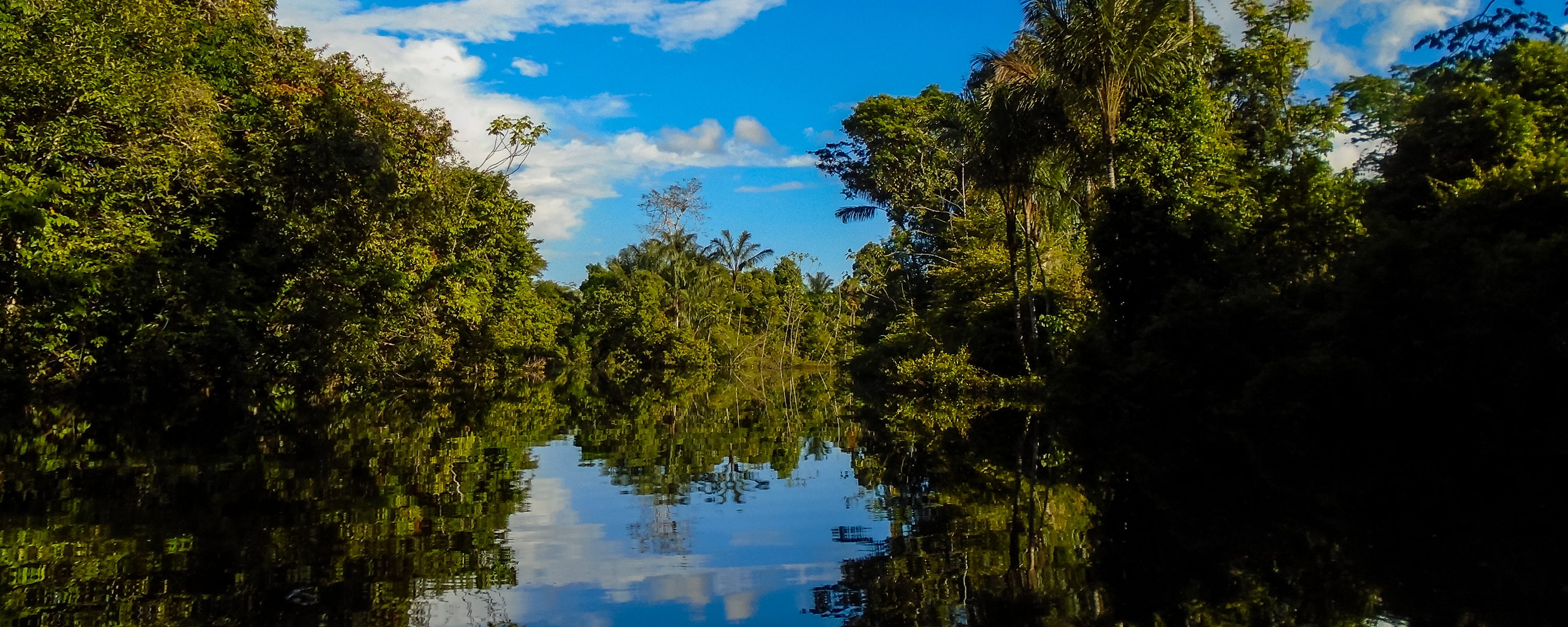 The trees reflect off the dark waters of the Rio Negro. 