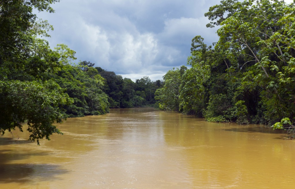 The rainforest reaches out over the Amazon river. 