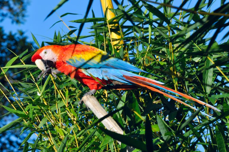 A beautifully coloured parrot sits in a tree in the Amazon. 