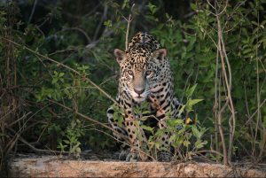 A jaguar, one of the big cats you may spot in a pantanal tour. 