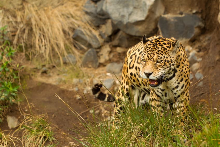 A jaguar hunts for food out of the water. 