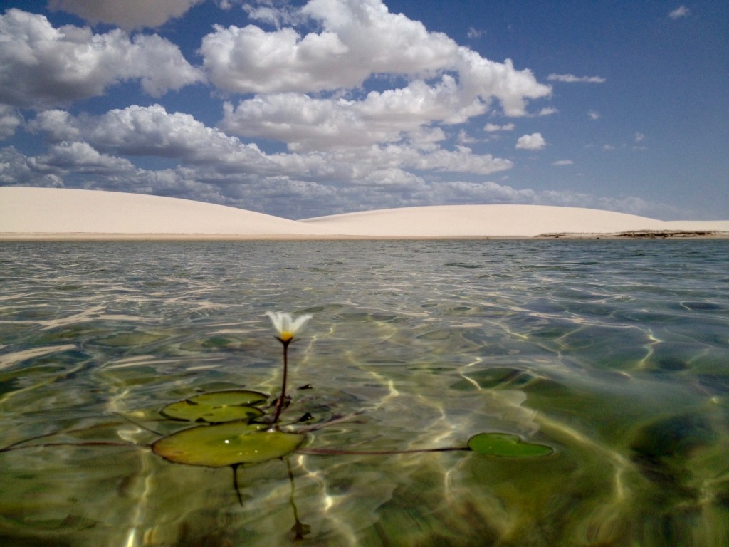A lonely lily pad floats along one of the many lagoons in the Lençóis Maranheses desert. 