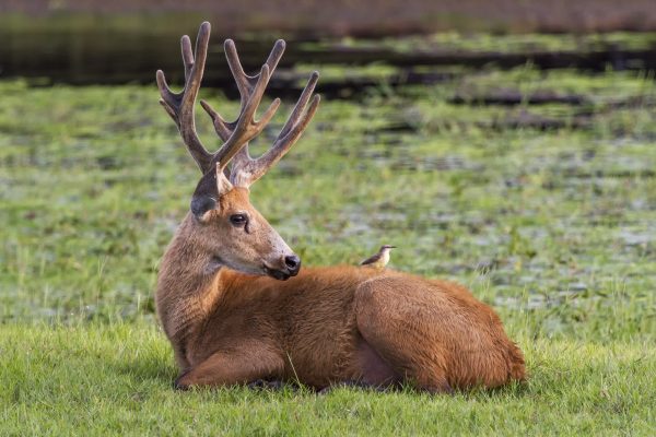 A large deer relaxing on the green grass in Pantanal. 