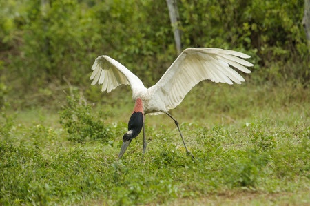 A massive bird spreads its wings in Pantanal. 