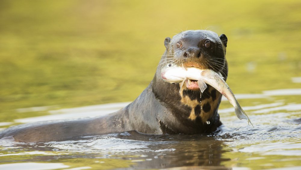 A giant otter hunts in Pantanal.