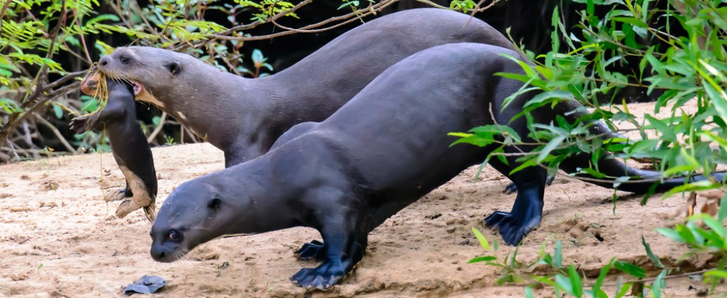 The giant otters of Pantanal. 