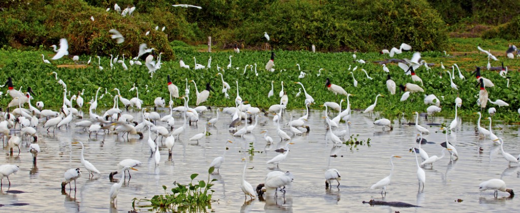 Impressive birdlife in Pantanal. 