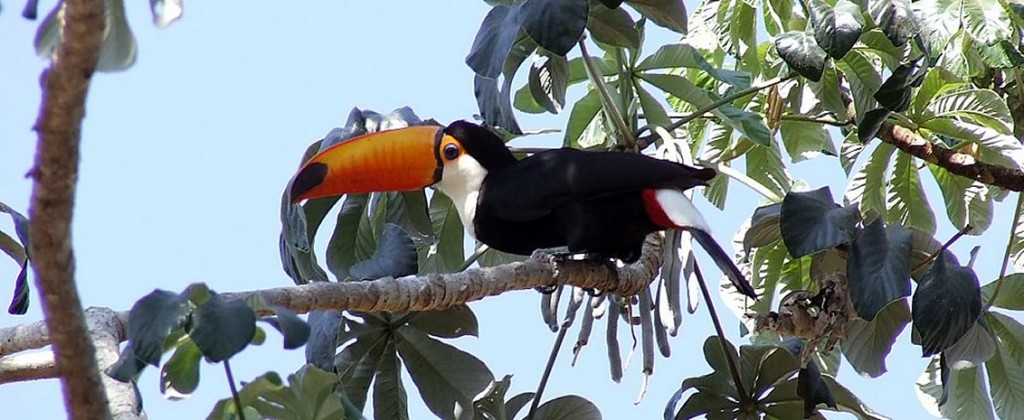 The beautiful toucan, native to Pantanal. 