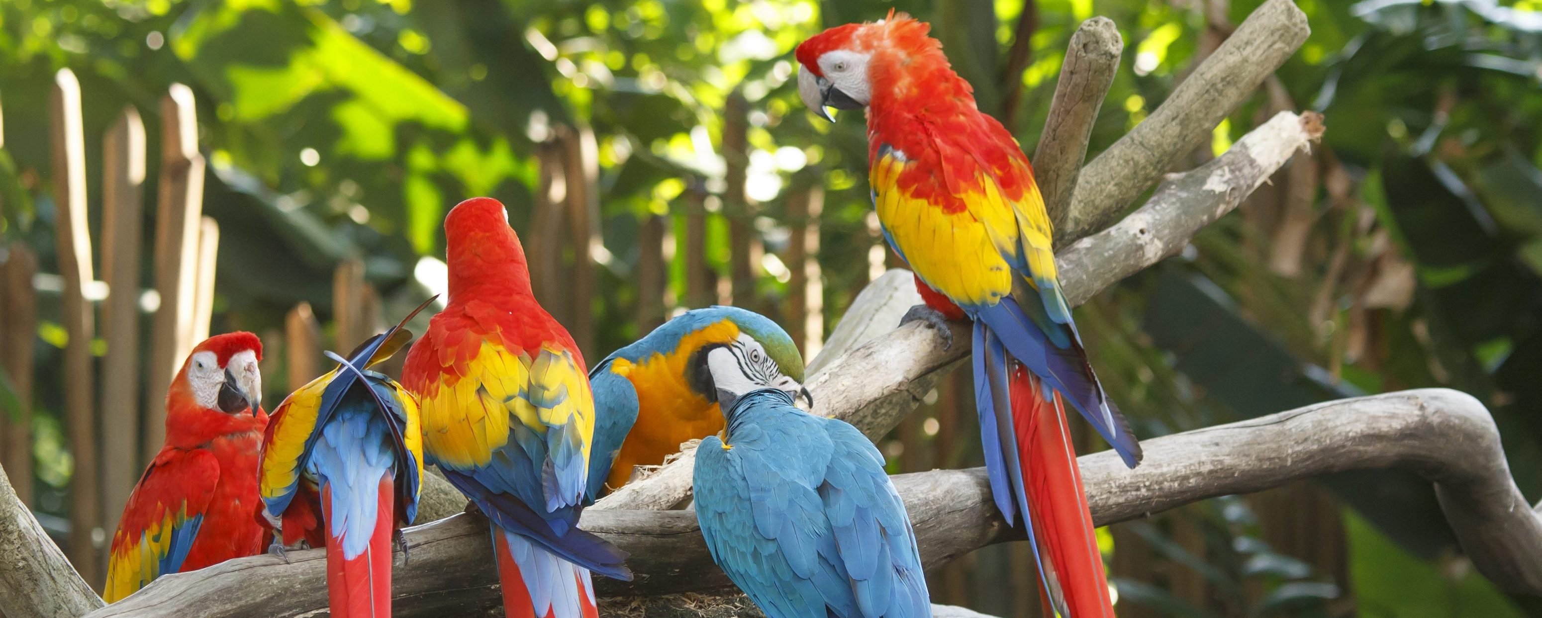 A few macaws sitting on a branch in the bird santuary at Iguazu.