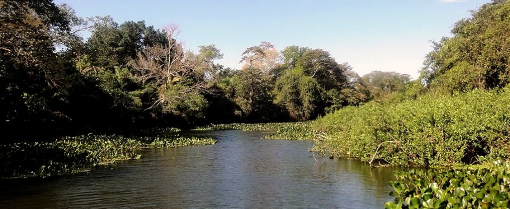 The river Pantanal in Brazil. 