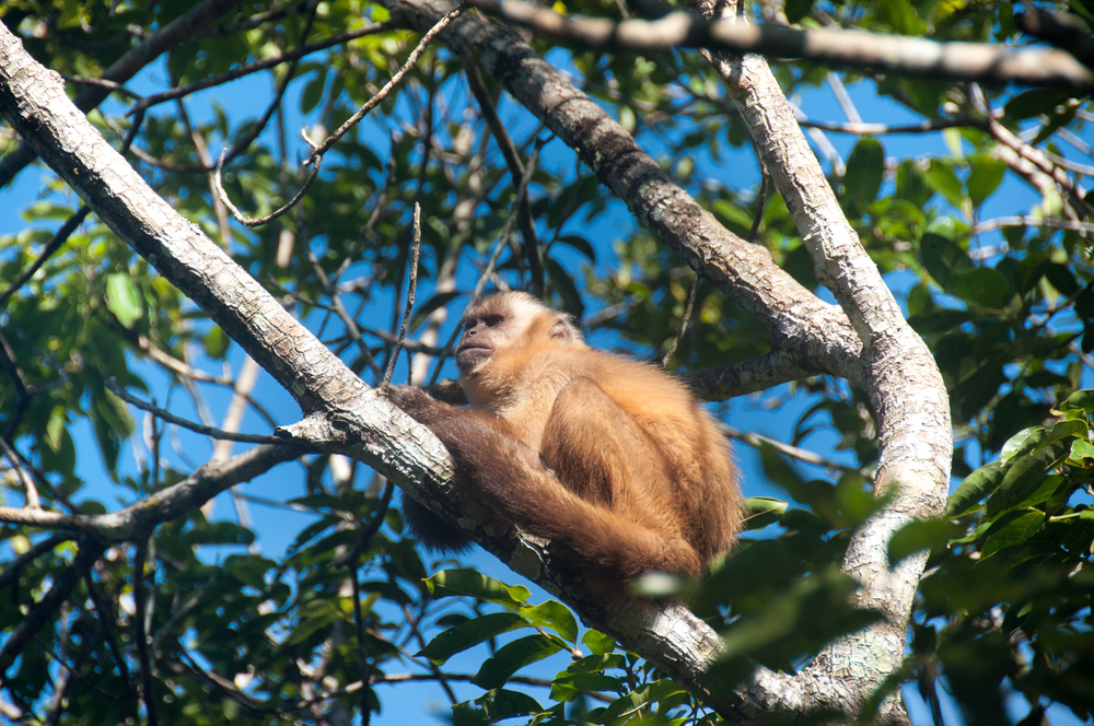 One of the many monkeys of the Pantanal. 