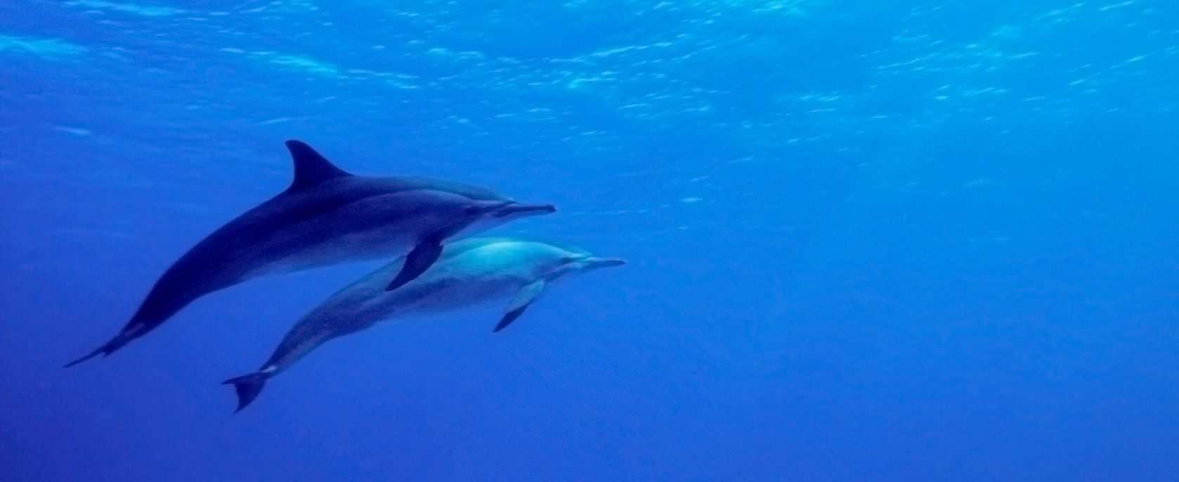 Two dolphins swimming in the waters of Pipa beach. 