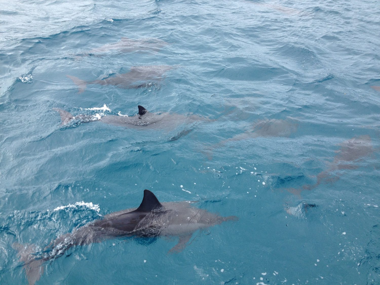 A pod of dolphins swimming at Fernando de Noronha. 