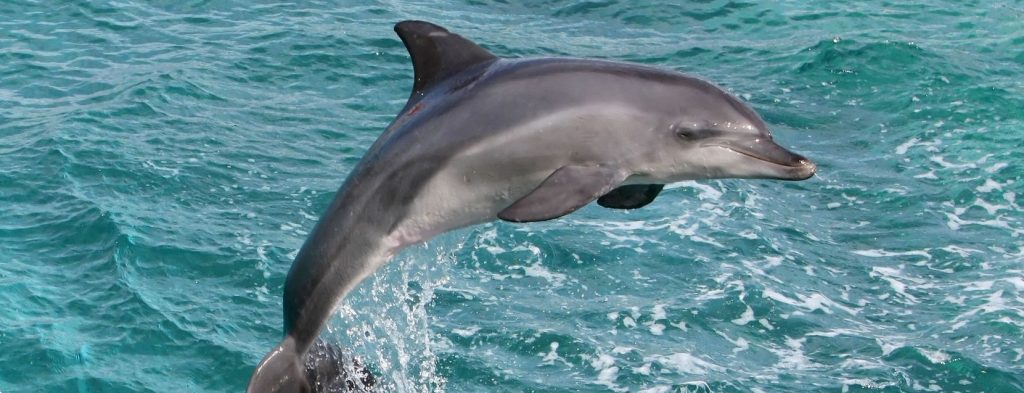Fernando de Noronha dolphin