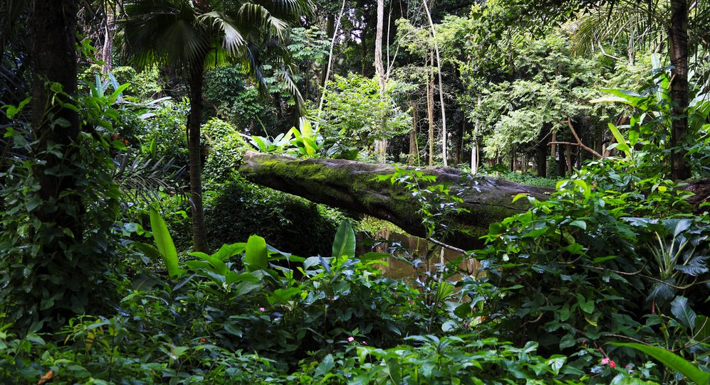 The impenetrable Amazon rainforest. 