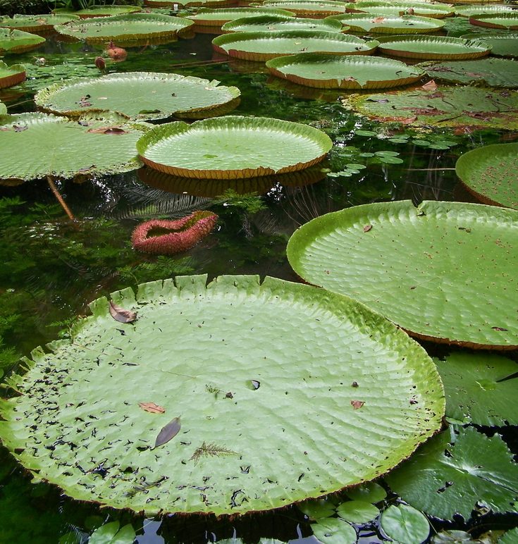 Giant water lilies on the Amazon. 