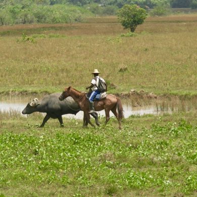 A cowboy herds buffalo on the island of Marajó.