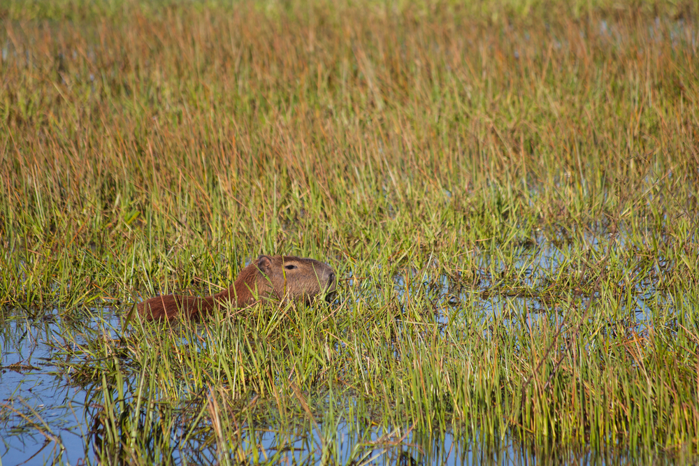A capybara swims through the water on the island of Marajo.