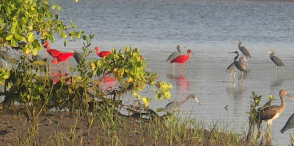 Aquatic birds line the river banks at Parnaíba delta. 