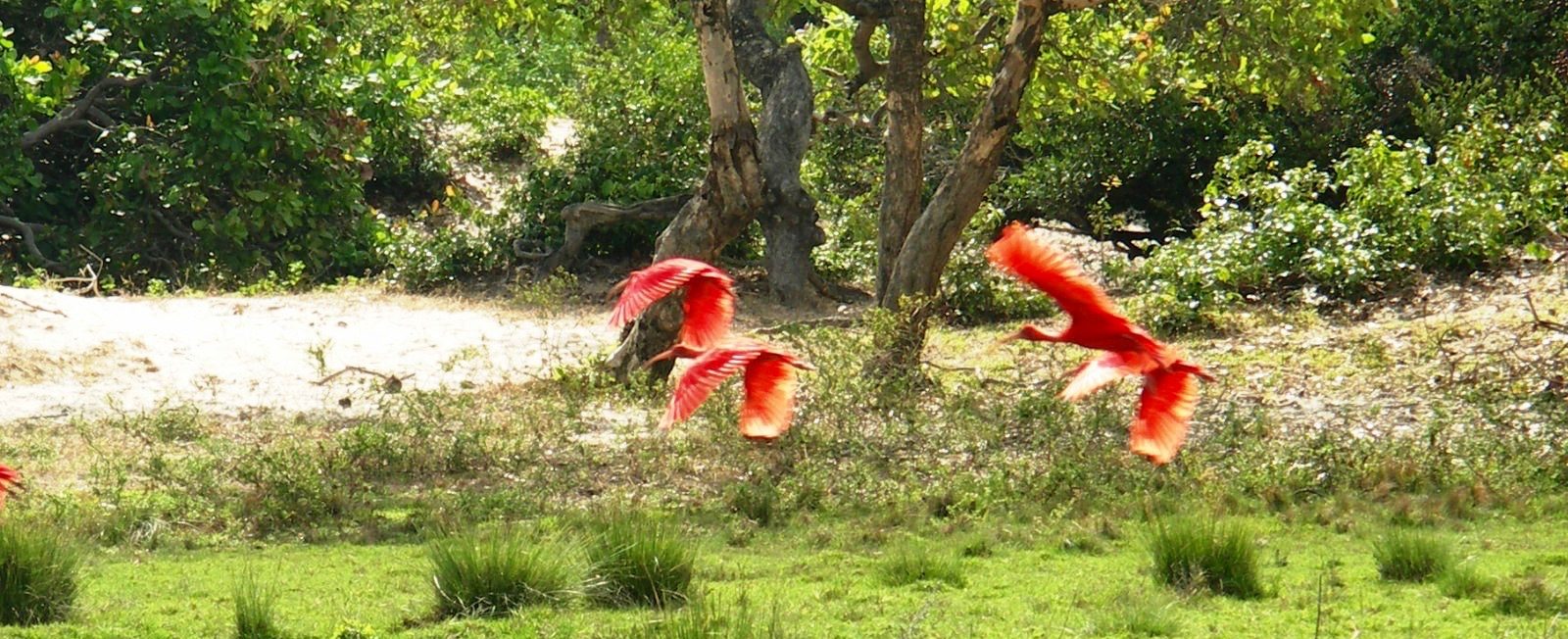A flock of scarlet ibis on the island of Marajó.