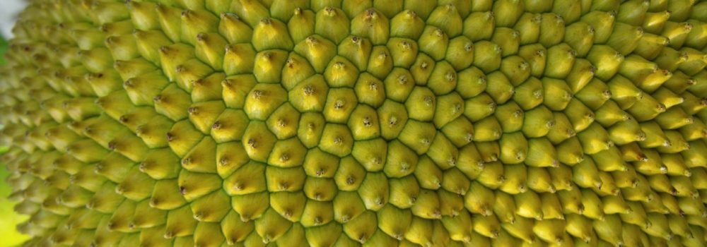 Closeup shot of the massive jackfruit.
