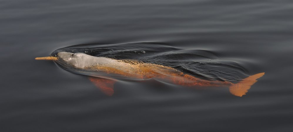 One of the mysterious water creatures of the Amazon river. 