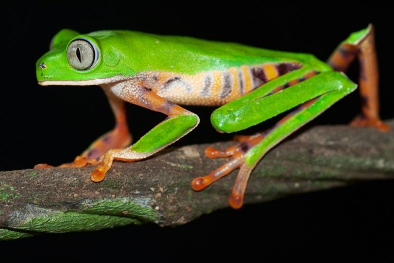 An Amazonian frog, on of the many curious creatures that call the rainforest home. 