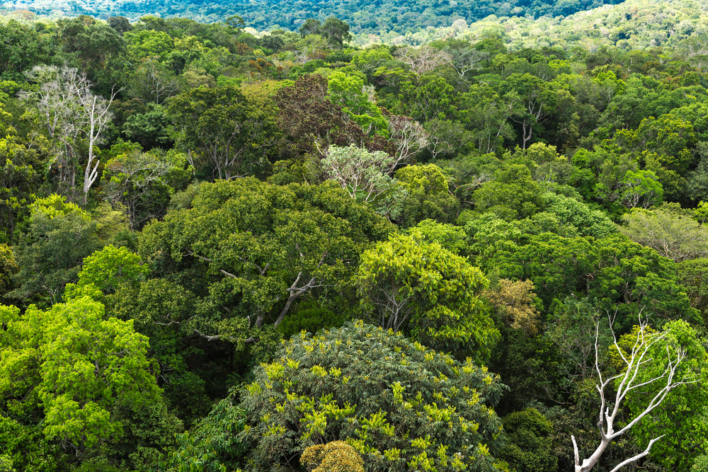 The Amzonian canopy from above, home to millions of different species of plants and animals. 