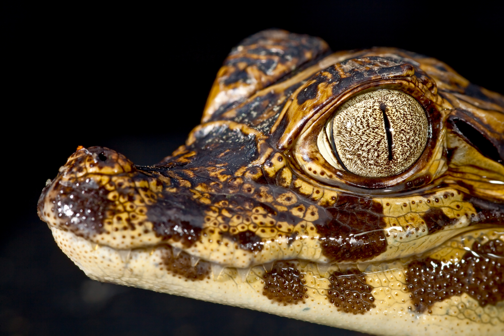 Close up of a little Amazonian "jacaré," the little caimans you can find at night during your trip.