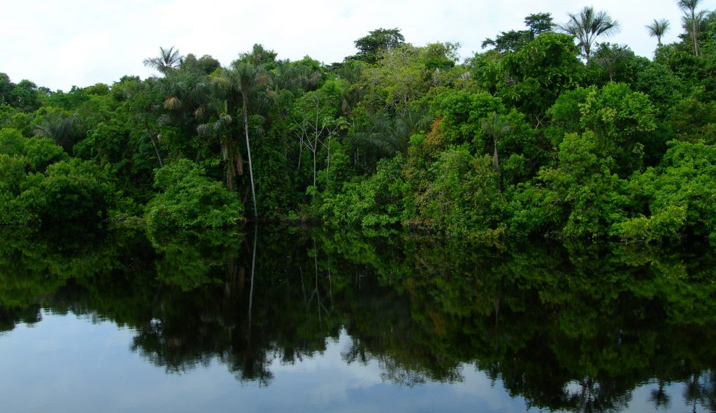 The trees of one of the mangroves on the Amazon river reflect of the dark waters. 