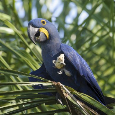 ara bleu Pantanal