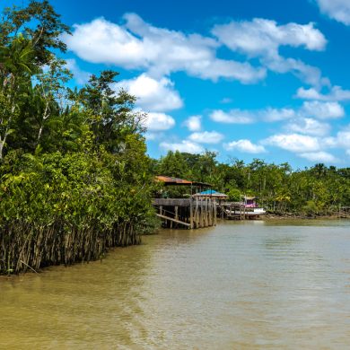 canaux et mangrove Belem