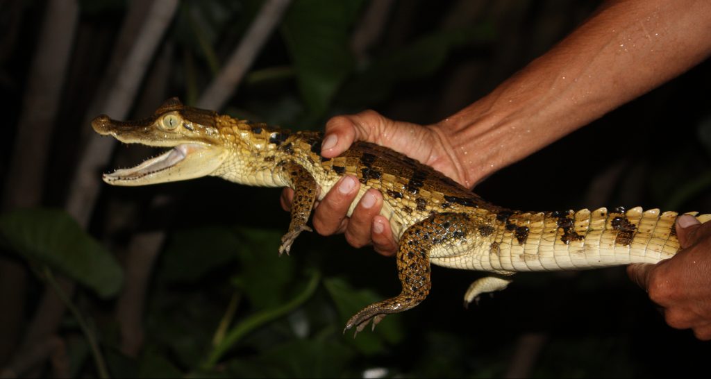 A guide catches a small Caiman. 