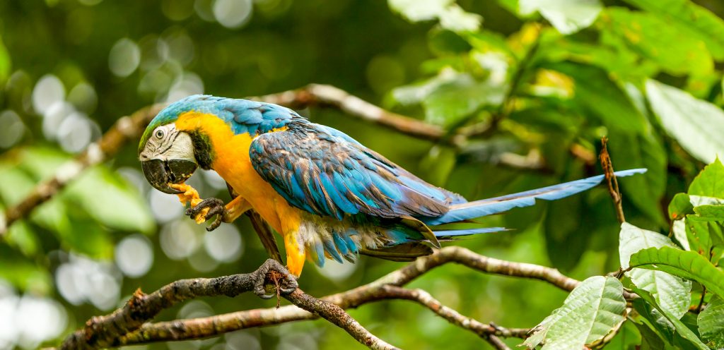 A wild parrot in the Amazon sits in a tree. 