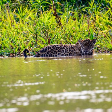 jaguar chasse rivière Nord Pantanal