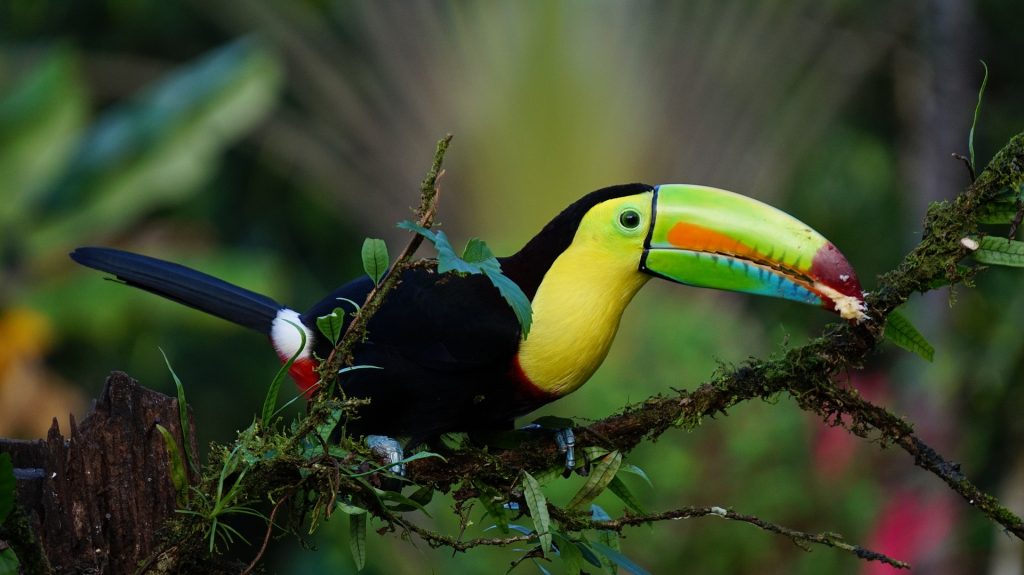 The beautiful keel billed toucan at Iguazu. 