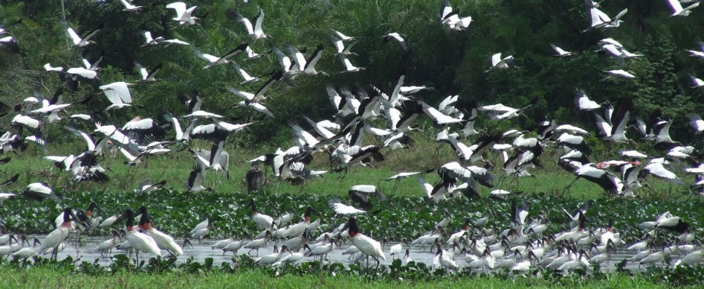 A huge flock of Jabiru in South Pantanal. 