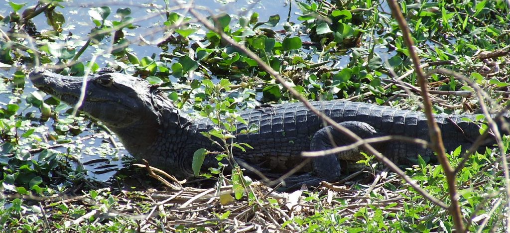 Pantanal, home to many reptiles.