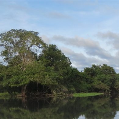 Igarape, a river in the Amzon, with trees in the background.