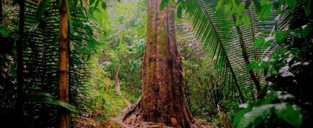 A shot of the rainforest.
